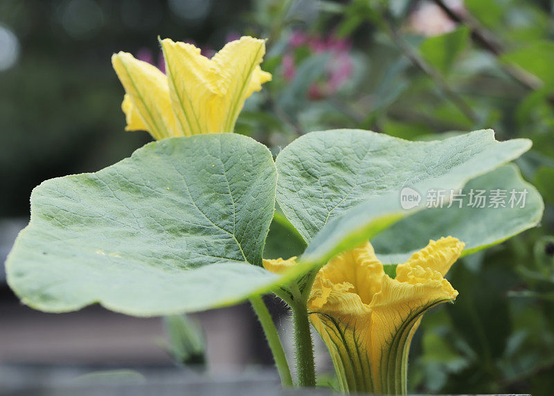 花中的黄瓜(Cucumis sativus